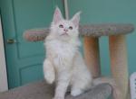 Clark - Maine Coon Kitten For Sale - Virginia Beach, VA, US