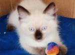 Chocolatept Himalayan Boy - Himalayan Kitten For Sale - Walterboro, SC, US