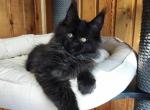 Yugo - Maine Coon Kitten For Sale - Miami, FL, US