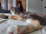 Puma - Domestic Cat For Adoption - 