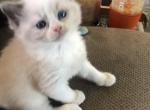 Female Blue bicolor - Ragdoll Kitten For Sale - Hadley, MA, US