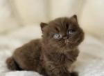 PURE BREED BRITISH SHORTHAIR KITTENS BOY - British Shorthair Kitten For Sale - Darien, CT, US