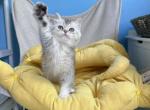 Aisha - British Shorthair Kitten For Sale - Diamond Bar, CA, US