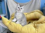 Terry - British Shorthair Kitten For Sale - 