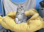 Glen - British Shorthair Kitten For Sale - 