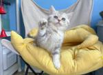 Yumyulack - British Shorthair Kitten For Sale - Diamond Bar, CA, US