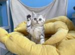 Korvo - British Shorthair Kitten For Sale - Diamond Bar, CA, US