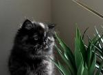 Bella - Persian Kitten For Sale - Allen, TX, US