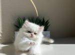 Chico - Persian Kitten For Sale - 