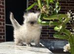 Nemo - Persian Kitten For Sale - Allen, TX, US