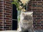 Mika - Persian Kitten For Sale - Allen, TX, US