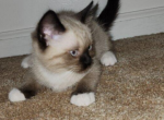 Siamese Kittens - Siamese Kitten For Sale - Coshocton, OH, US