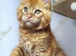 Julius - Maine Coon Kitten For Sale - Charlotte, NC, US