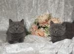 Toby - British Shorthair Kitten For Sale - Fort Wayne, IN, US