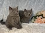 Pedro and Patrick - British Shorthair Kitten For Sale - Fort Wayne, IN, US