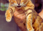 Bengal Kitten Litter - Bengal Kitten For Sale - Naples, FL, US