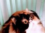 Cfa chocolate carrier calico - Persian Cat For Sale - Woodburn, IN, US