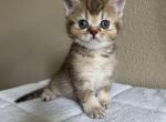 Scottish straight cinnamon gold girl - Scottish Straight Kitten For Sale - 