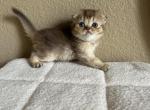 Scottish fold cinnamon - Scottish Fold Kitten For Sale - Houston, TX, US