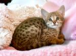 F2 Princess Litter - Savannah Kitten For Sale - Monument, CO, US