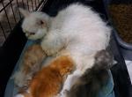 Tica Selkirk Rexs - Selkirk Rex Kitten For Sale - Woodburn, IN, US