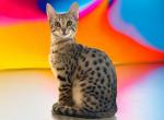F5SBT African Princess's - Savannah Kitten For Sale - 