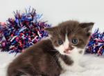 Twix - Munchkin Kitten For Sale - Joplin, MO, US