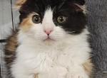 Cookie - Scottish Fold Kitten For Sale - Lebanon, TN, US