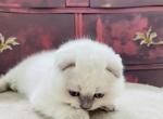 Angel - Scottish Fold Kitten For Sale - Charlottesville, VA, US