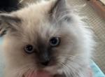 Jewel kittens - Ragdoll Kitten For Sale - Cranston, RI, US