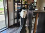 Violet's kittens - Persian Cat For Sale - Greenville, OH, US