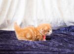 Red Boy - Scottish Fold Kitten For Sale - Conroe, TX, US