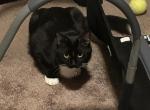 Jinx - Domestic Cat For Adoption - Oswego, IL, US