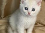 Arthur - British Shorthair Kitten For Sale - Rosemont, IL, US