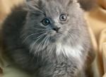 Freya - Himalayan Kitten For Sale - Rosemont, IL, US