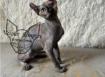 Giviency - Sphynx Kitten For Sale - Chalfont, PA, US