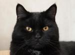 RARE STUNNER - British Shorthair Kitten For Sale - 