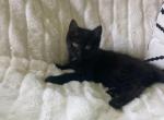 Eclipse - Domestic Kitten For Sale - Coatesville, PA, US