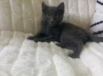 Lucky - Domestic Kitten For Sale - Coatesville, PA, US