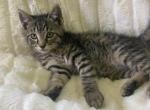 Twix - Domestic Kitten For Sale - Coatesville, PA, US