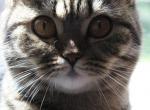 Amanda - British Shorthair Kitten For Sale - 