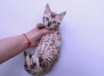 Rafaella - Bengal Kitten For Sale - Norwalk, CT, US