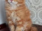 Leo - Maine Coon Kitten For Sale - Jacksonville, FL, US
