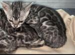 EHK Bengals - Bengal Kitten For Sale - 