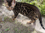 June - Bengal Kitten For Sale - Manteca, CA, US