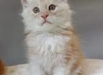 Pink Tiger - Maine Coon Kitten For Sale - Jacksonville, FL, US