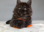Avatar Black Smoke - Maine Coon Kitten For Sale - Jacksonville, FL, US
