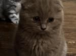 Scottishfold Cinnamon female - Scottish Fold Kitten For Sale - Jobstown, NJ, US