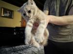 Scottish Straight Orange tabby Male - Scottish Fold Kitten For Sale - Jobstown, NJ, US