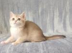 Cindy - British Shorthair Kitten For Sale - 